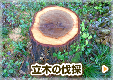 立木の伐採